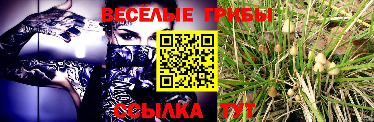 Шатура  где можно купить   Вход с VPN  Галлюциногенные грибы MAGIC MUSHROOMS 